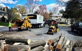 Trusted Mount Gilead, NC Tree Removal Experts